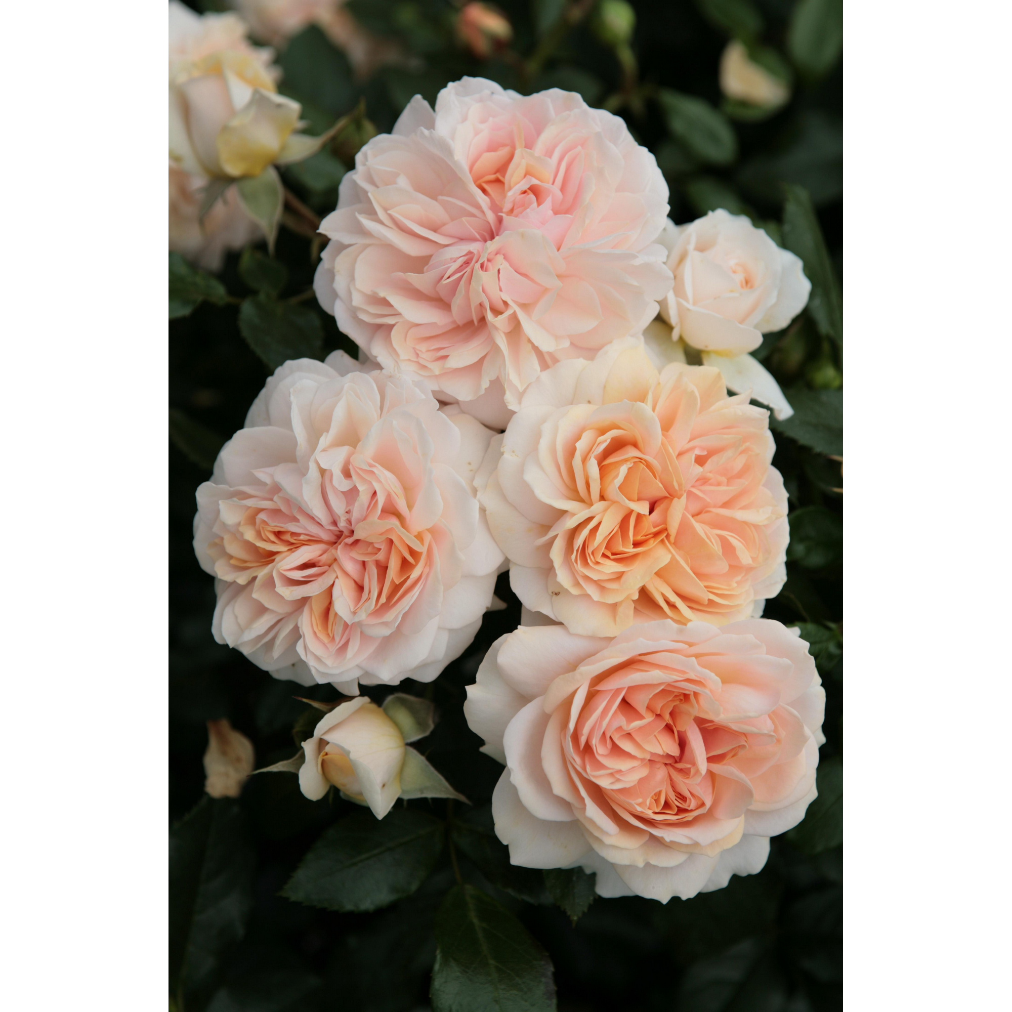 Rose 'Garden of Roses®' Halbstamm, 24 cm Topf + product picture