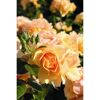Rose 'Hansestadt Rostock®' Halbstamm, 24 cm Topf