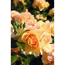 Rose 'Hansestadt Rostock®' Halbstamm, 24 cm Topf
