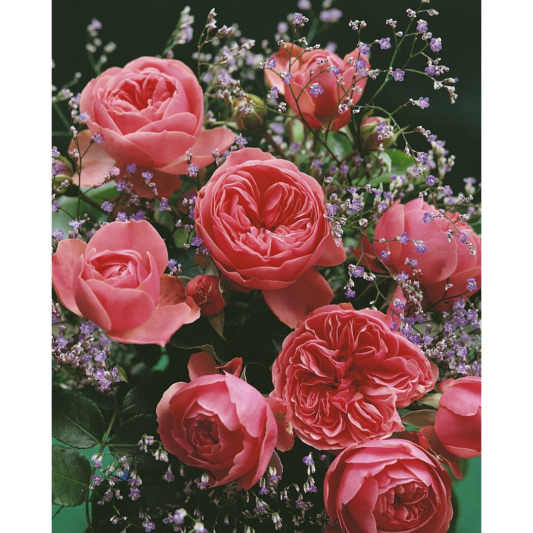 Rose 'Leonardo da Vinci®' Halbstamm, 24 cm Topf