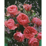 Rose 'Leonardo da Vinci®' Halbstamm, 24 cm Topf