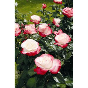 Rose 'Nostalgie®' Halbstamm, 24 cm Topf