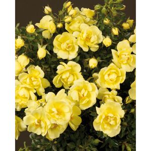 Rose 'Clear Cover® TOWNE & COUNTRY®' 19 cm Topf