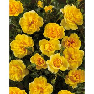 Rose 'Excellent Cover® TOWNE & COUNTRY®' 19 cm Topf
