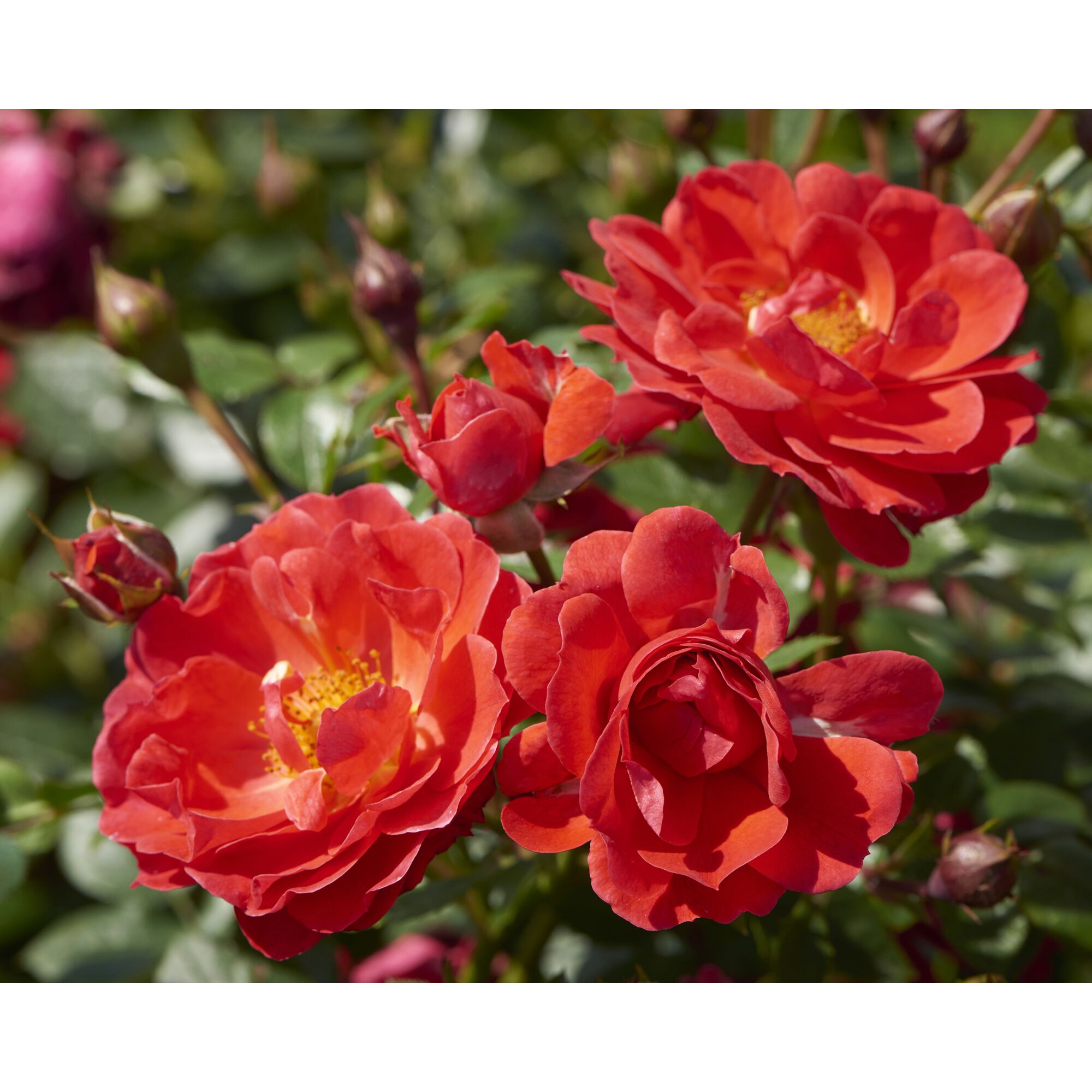 Nahaufnahme von roten Rosenblüten der Sorte 'Happy Cover Rot'.