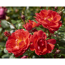 Rose 'Happy Cover® TOWNE & COUNTRY®' 19 cm Topf