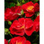Rose 'Lucky Cover® TOWNE & COUNTRY®' 19 cm Topf