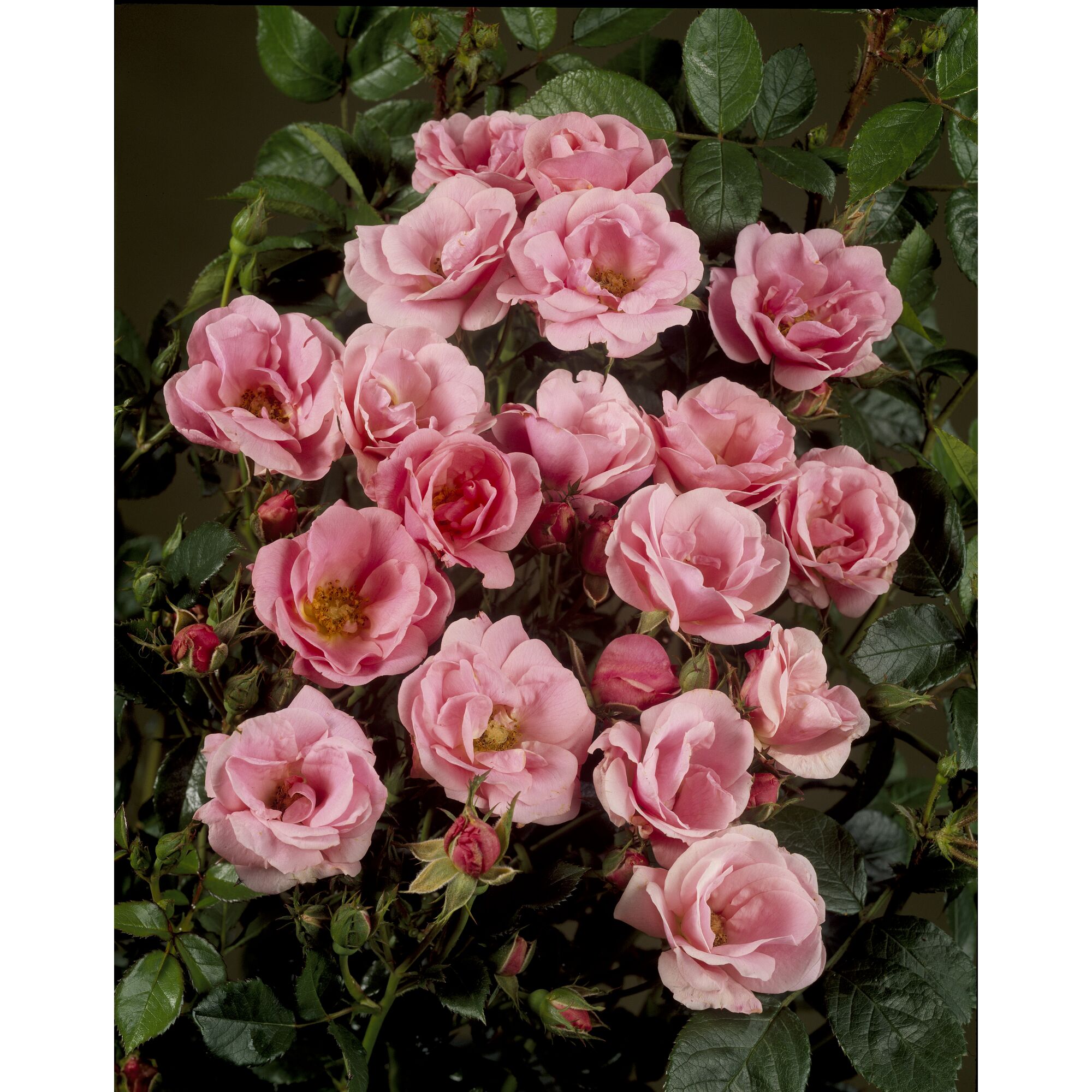 Rosa Rosenblüten der Sorte Sweet Cover