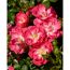 Nahaufnahme von rosa Rosenblüten und Knospen.