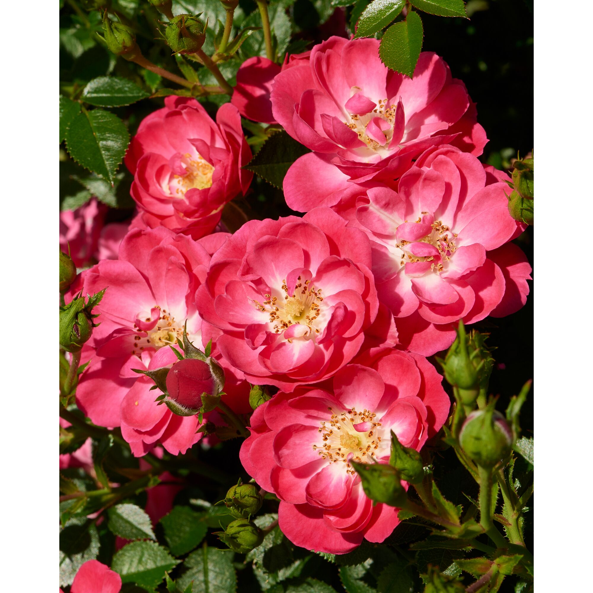 Nahaufnahme von rosa Rosenblüten und Knospen.