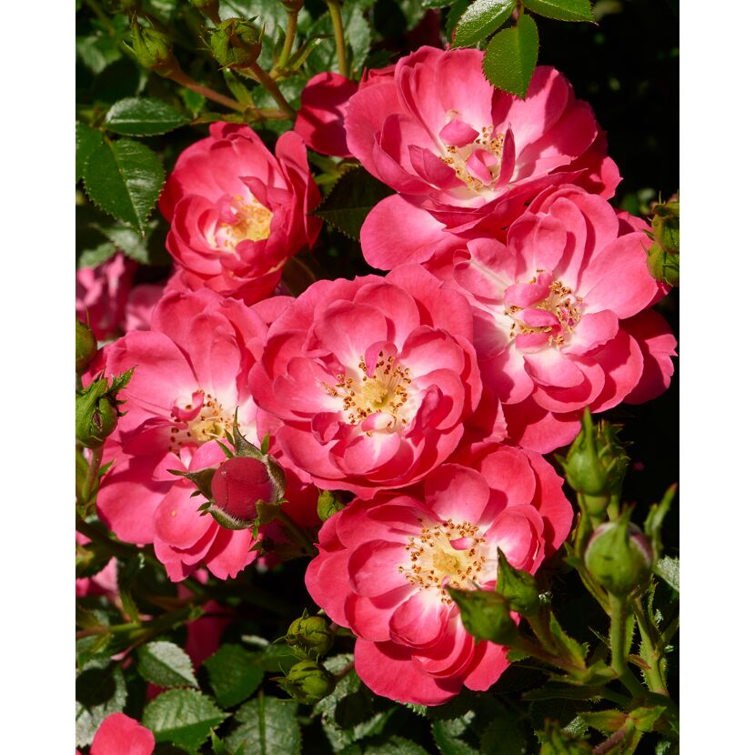 Nahaufnahme von rosa Rosenblüten und Knospen.