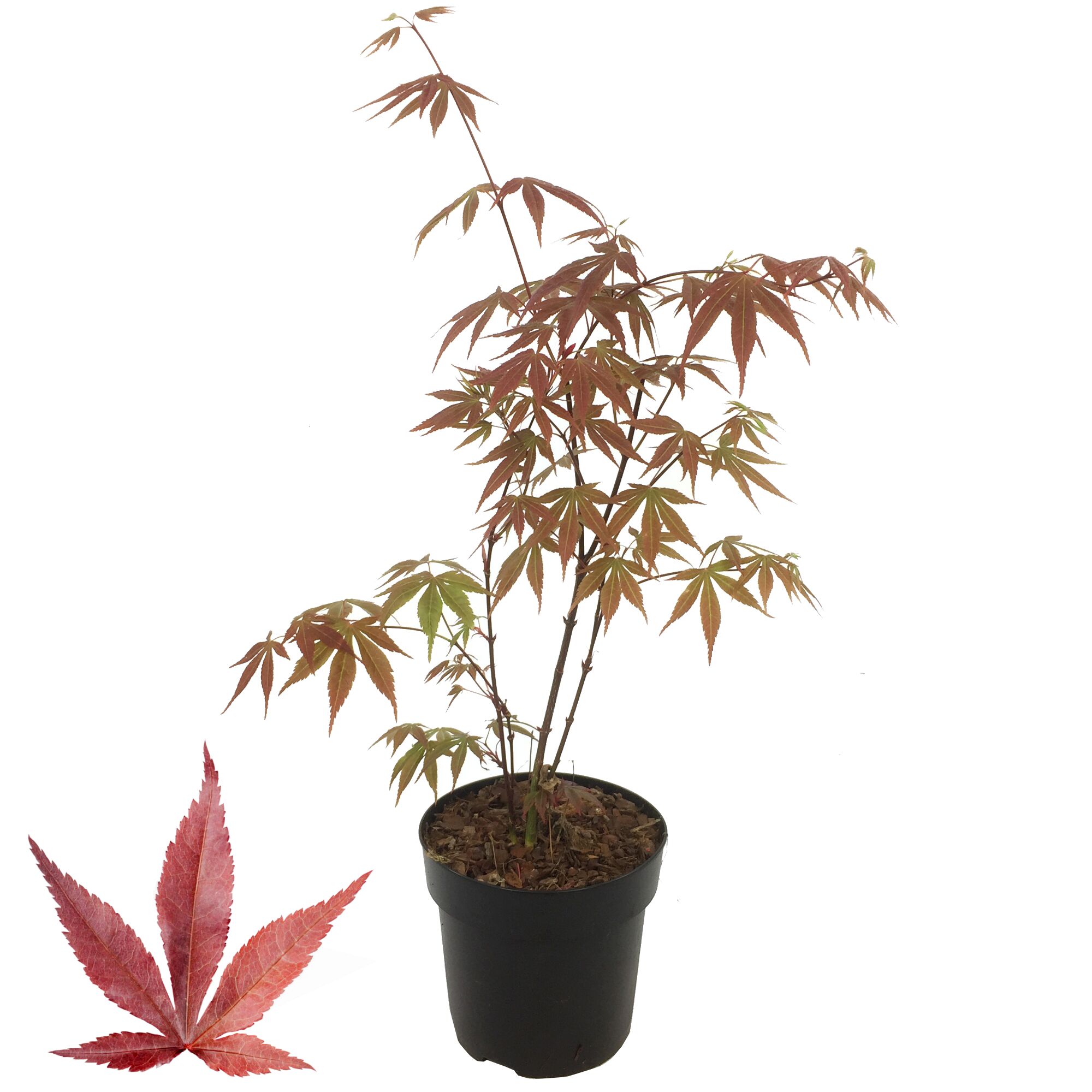Japanischer Ahorn im Topf