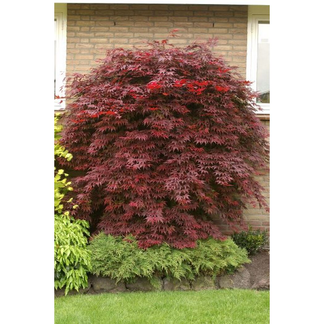Roter Fächerahorn vor Hauswand
