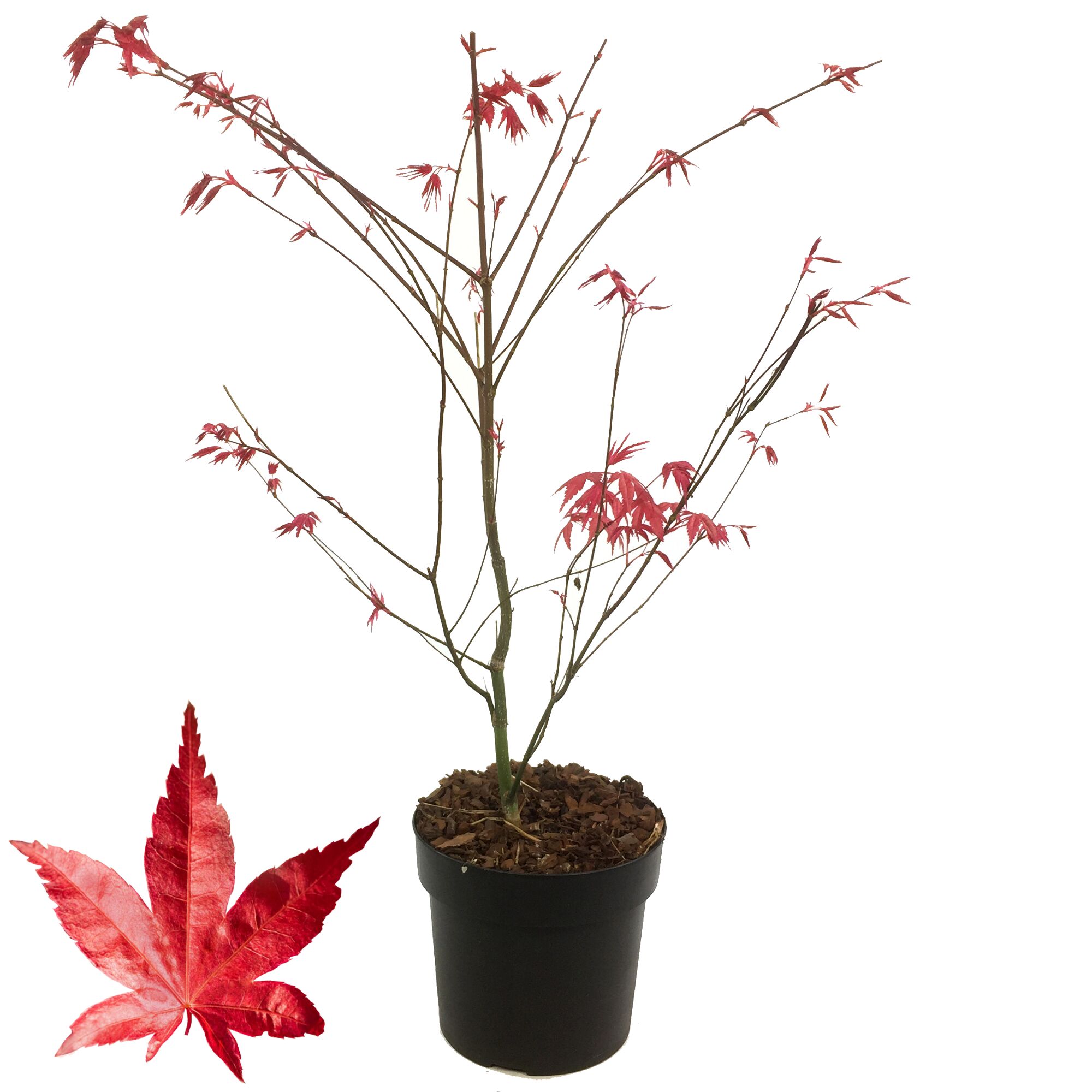 Japanischer Ahorn Beni-Maiko im Topf