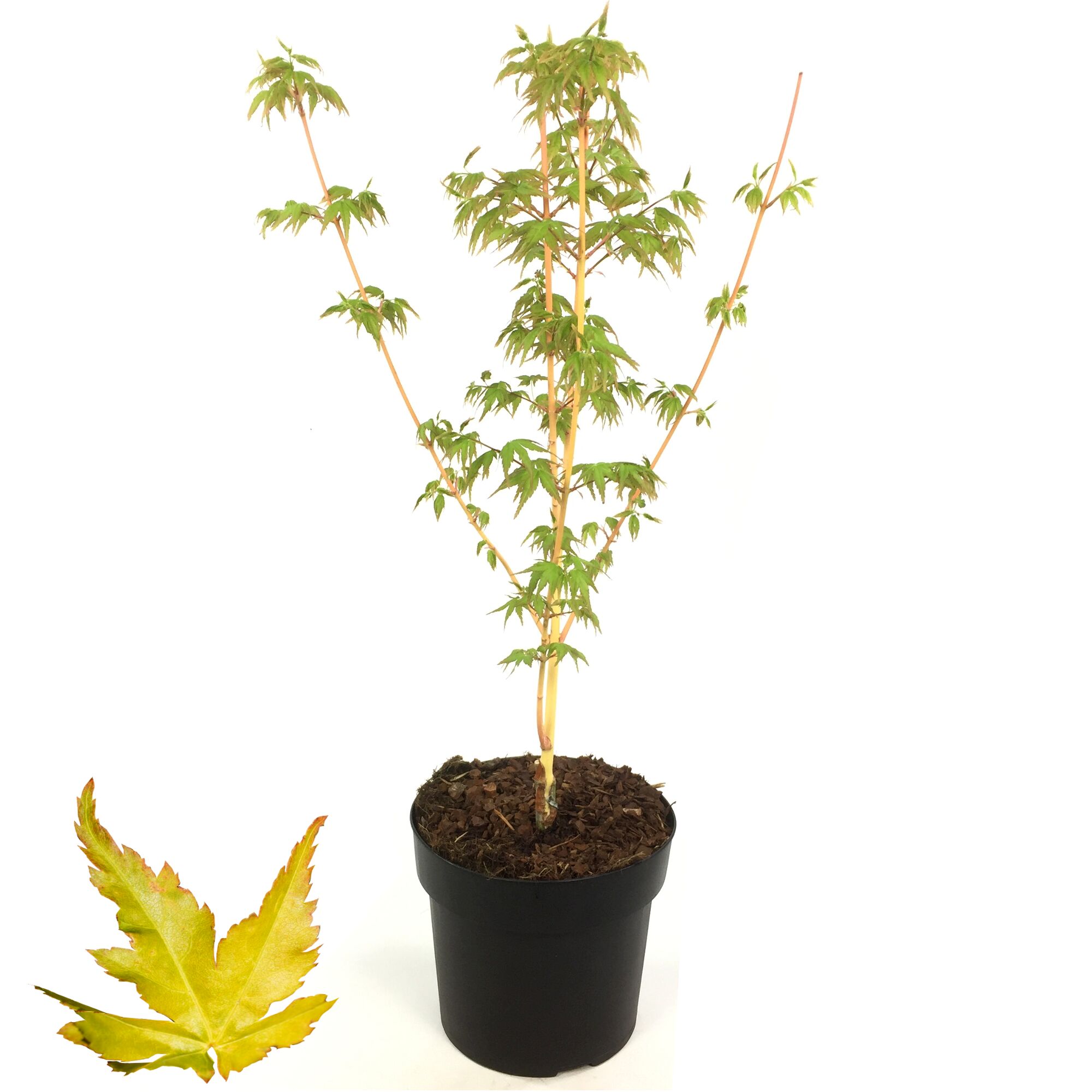 Japanischer Fächerahorn Bi Hoo im Topf