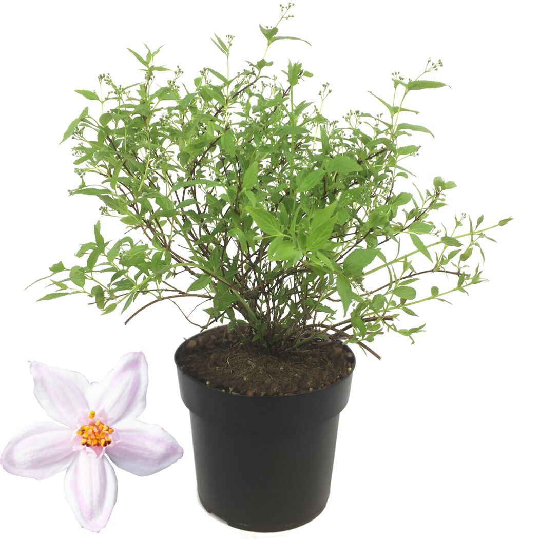 Deutzie Yuki Cherry im Topf