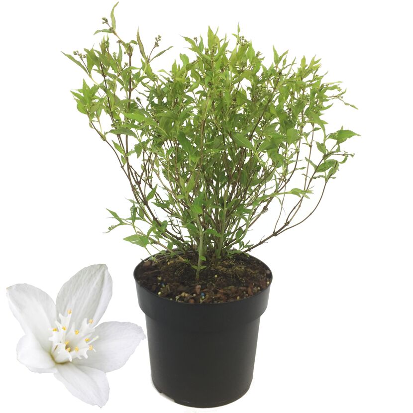 Deutzia Yuki Snowflake im Topf