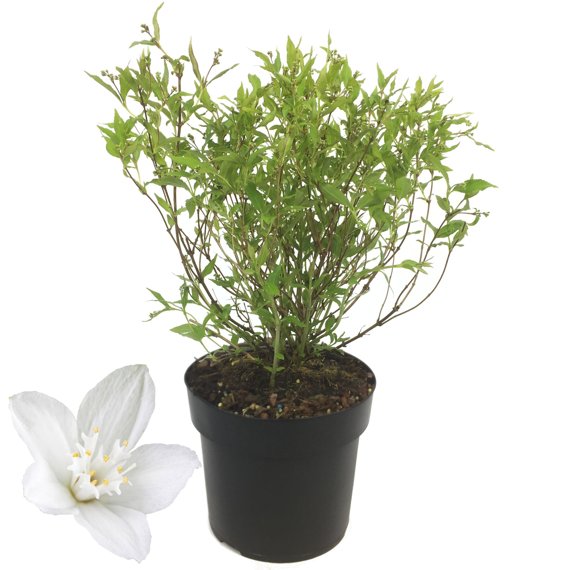 Deutzia Yuki Snowflake im Topf