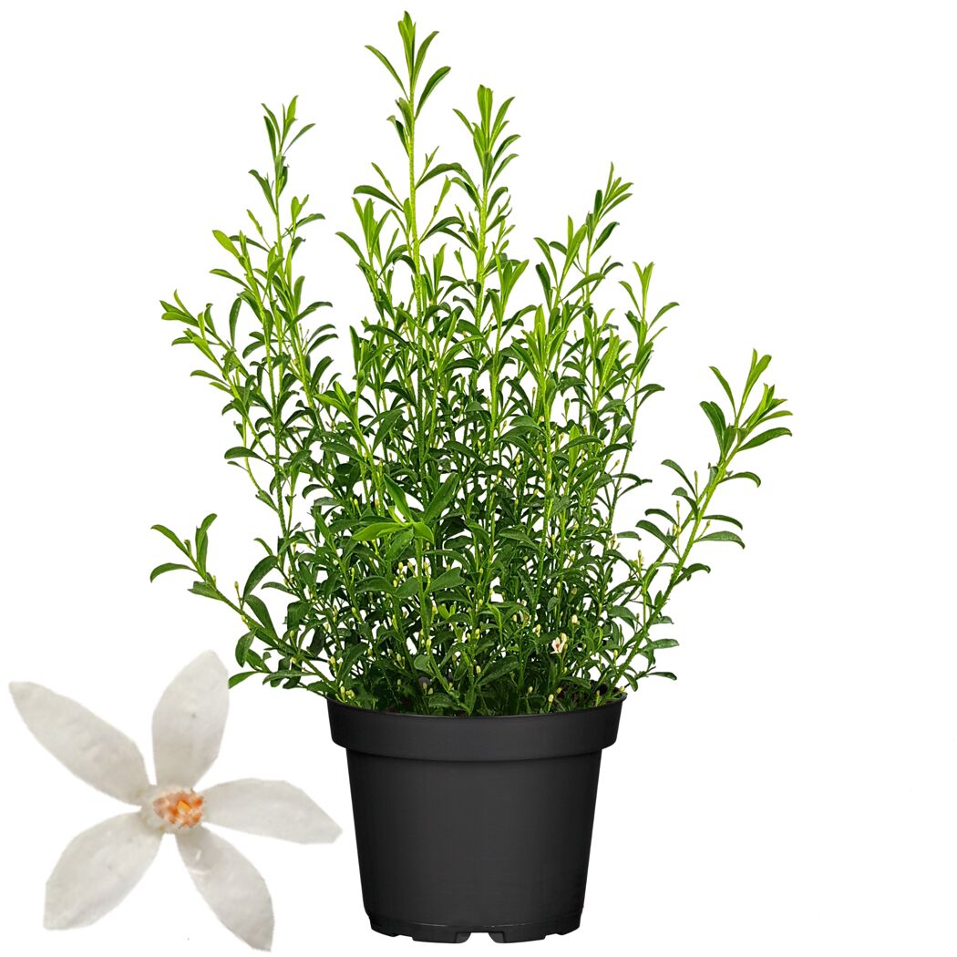 Grüne Eriostemon My Flowergirl White Pflanze im schwarzen Topf
