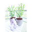 Verkleinertes Bild von Langblättrige Wachsblume 'Flower Girl White'® 17 cm Topf