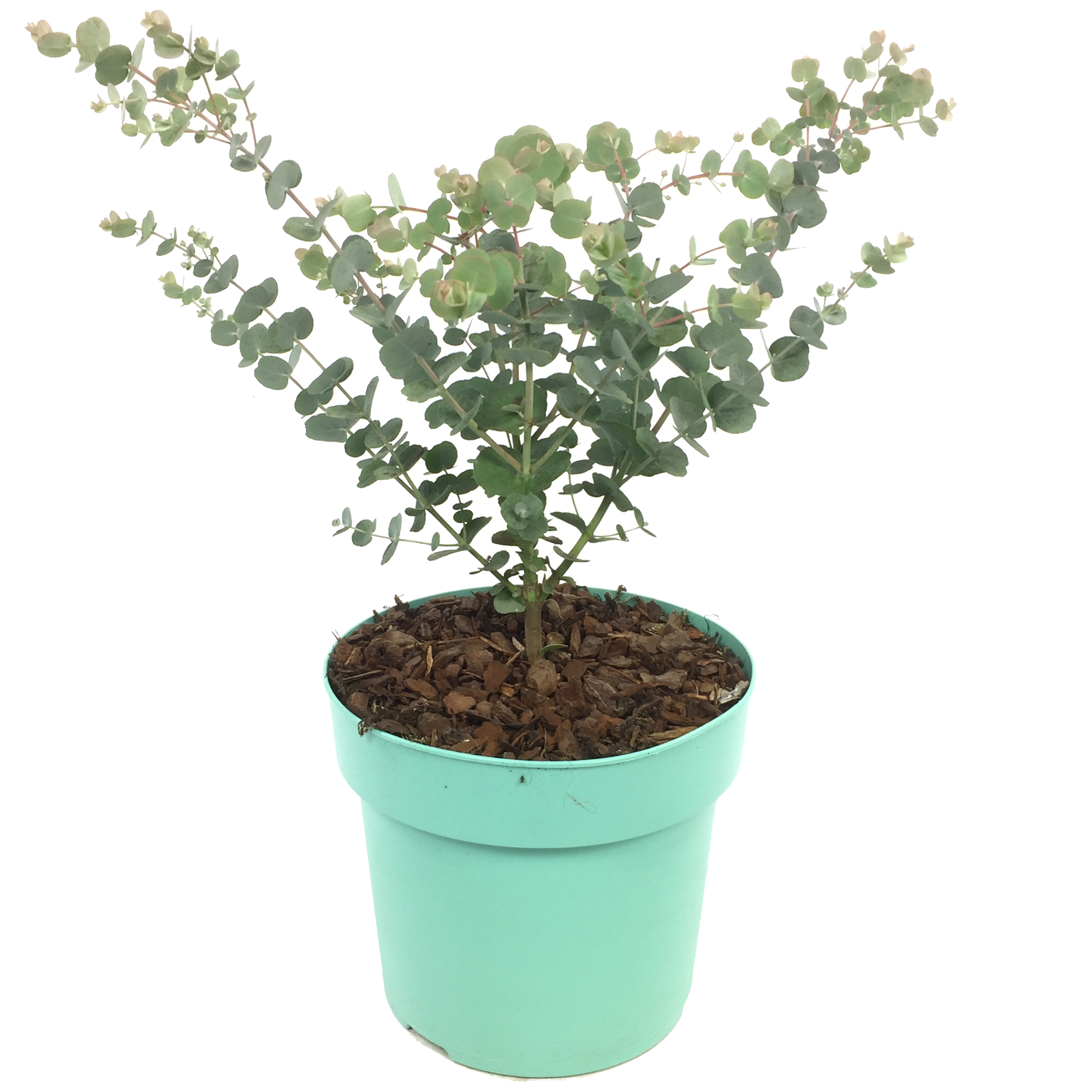Eukalyptus 'Azura®' 17 cm Topf + product video