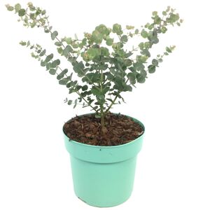 Eukalyptus 'Azura®' 17 cm Topf