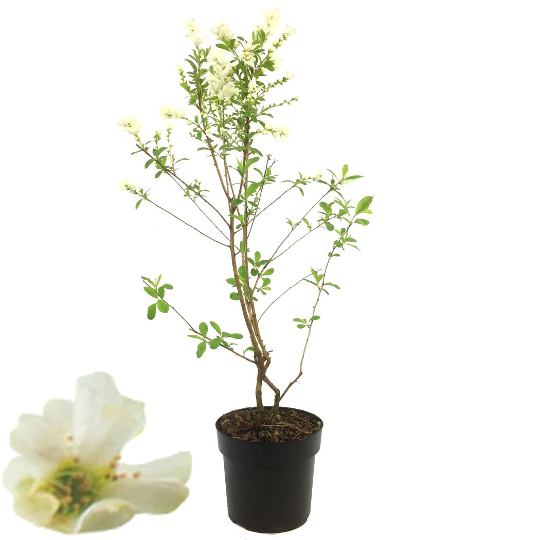 Topfpflanze mit weißen Blüten und grünen Blättern.