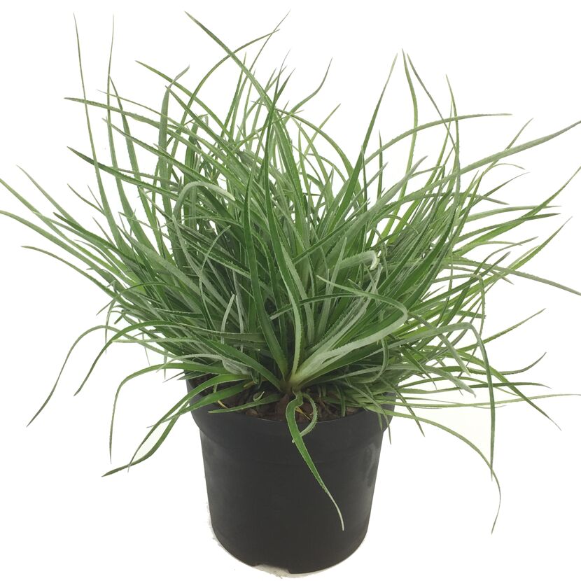 Grüne Fascicularia Bicolor in schwarzem Topf
