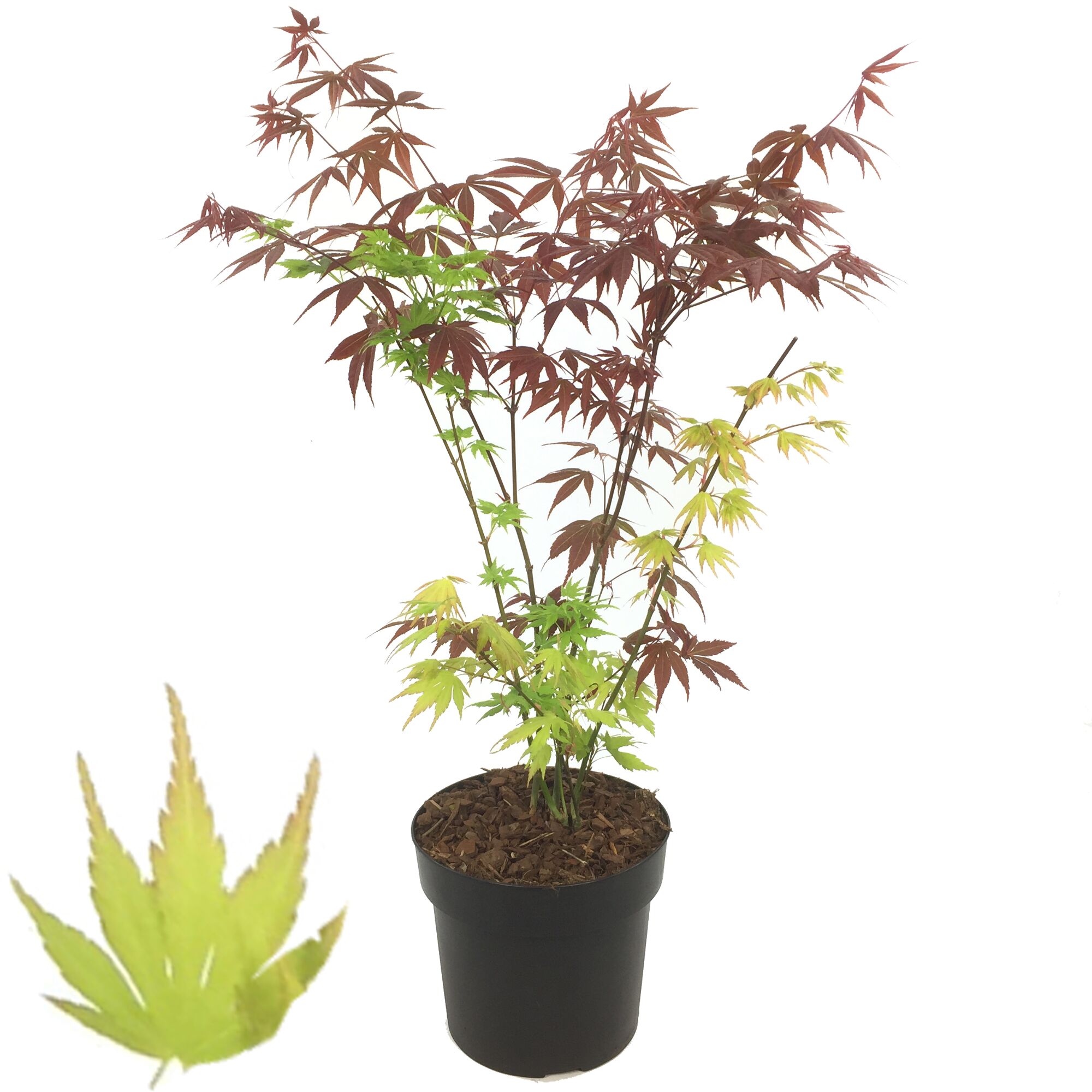 Bunter Fächerahorn 'Palm Festival' im Topf