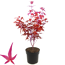 Fächerahorn 'Redwine®' 19 cm Topf