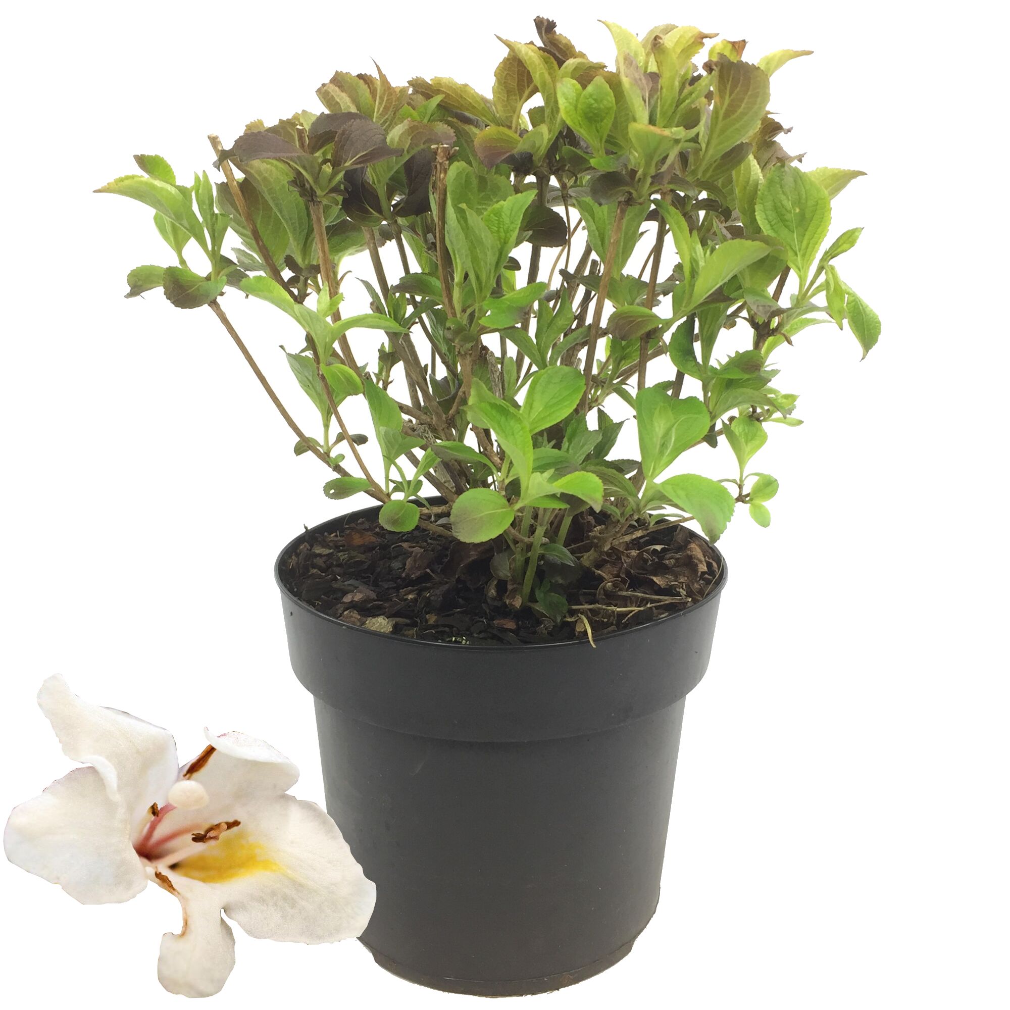 Weigelie im schwarzen Topf und einzelne Blüte