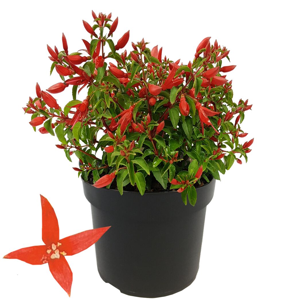 Fuchsie 'Chili Red®' 17 cm Topf