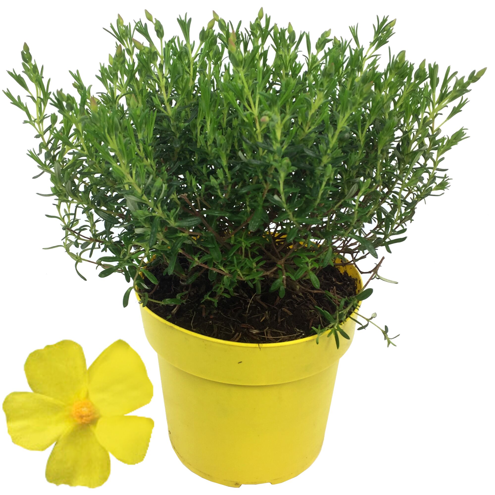 Gelbes Sonnenröschen 'April Sun' im gelben Topf