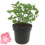 Hortensie 'Pink Petticoat®' 19 cm Topf