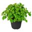 Hortensie 'Pink Petticoat®' 19 cm Topf