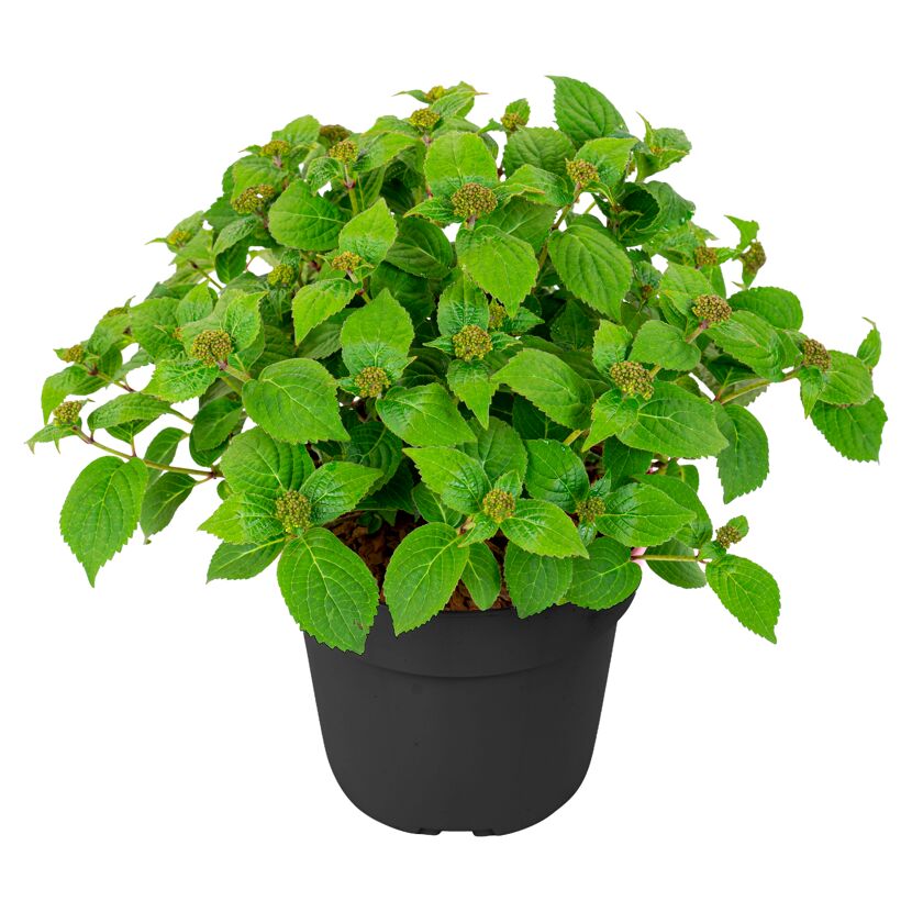 Hortensie 'Pink Petticoat®' 19 cm Topf