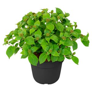 Hortensie 'Pink Petticoat®' 19 cm Topf