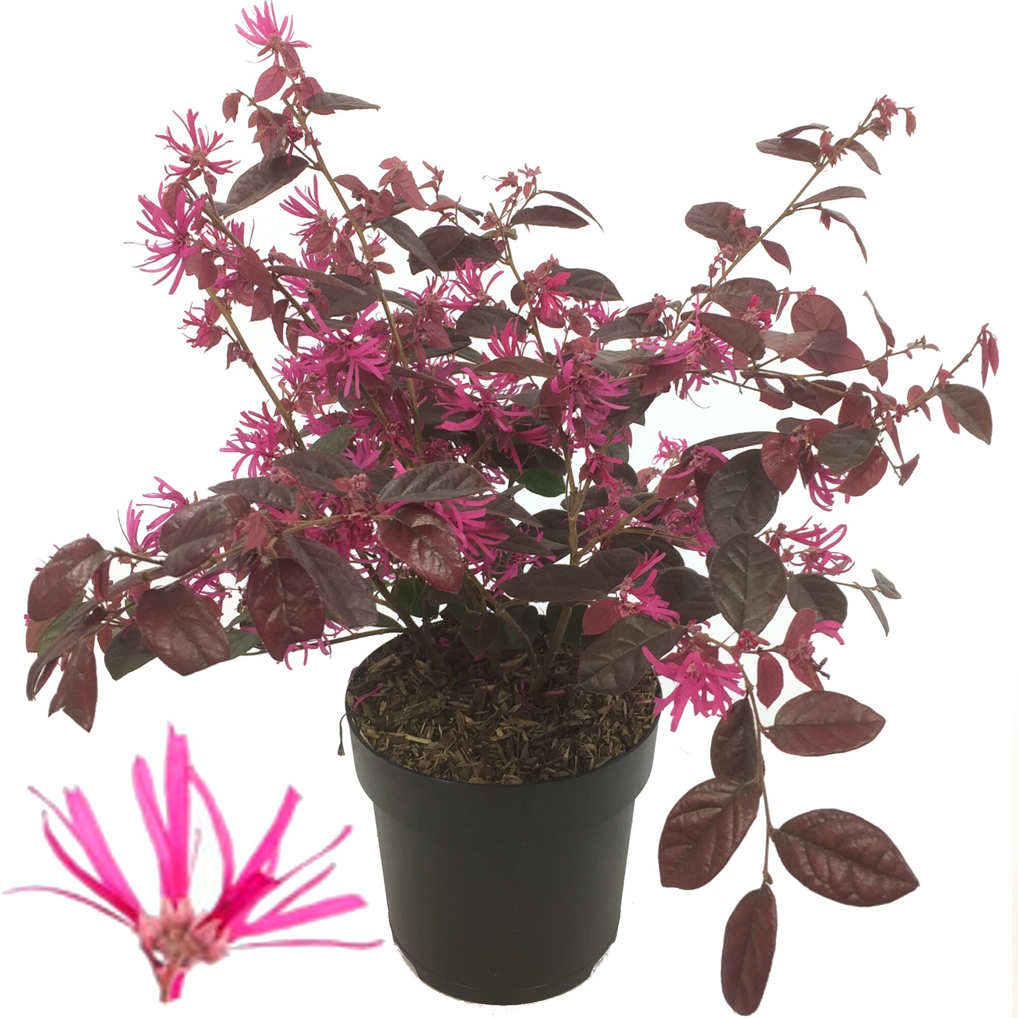 Loropetalum chinesische Fransenblume im Topf