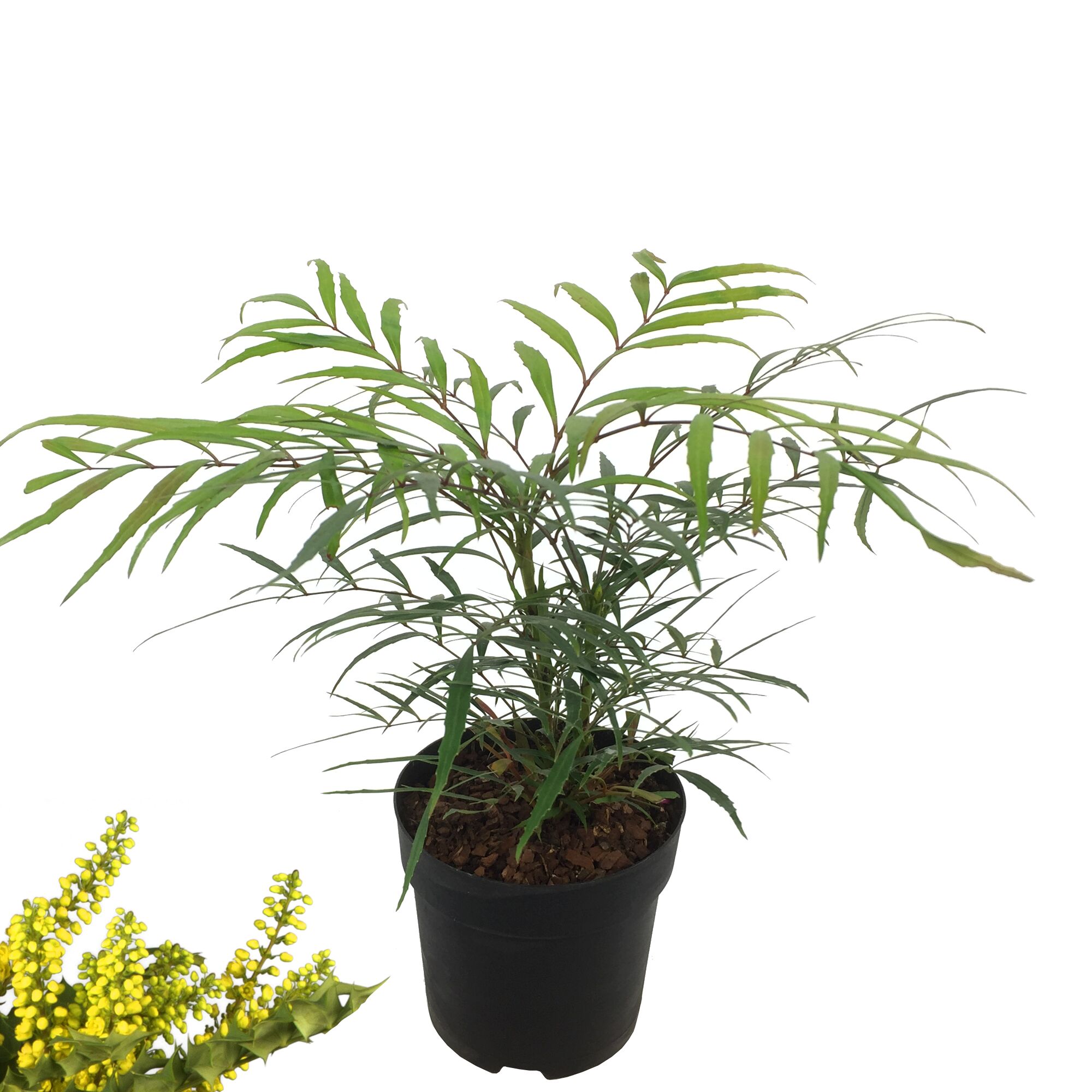 Mahonie in einem Topf