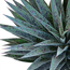 Verkleinertes Bild von Mangave 'Pineapple Express®' 15 cm Topf