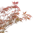 Verkleinertes Bild von Fächerahorn 'Sumi-nagashi' 19 cm Topf