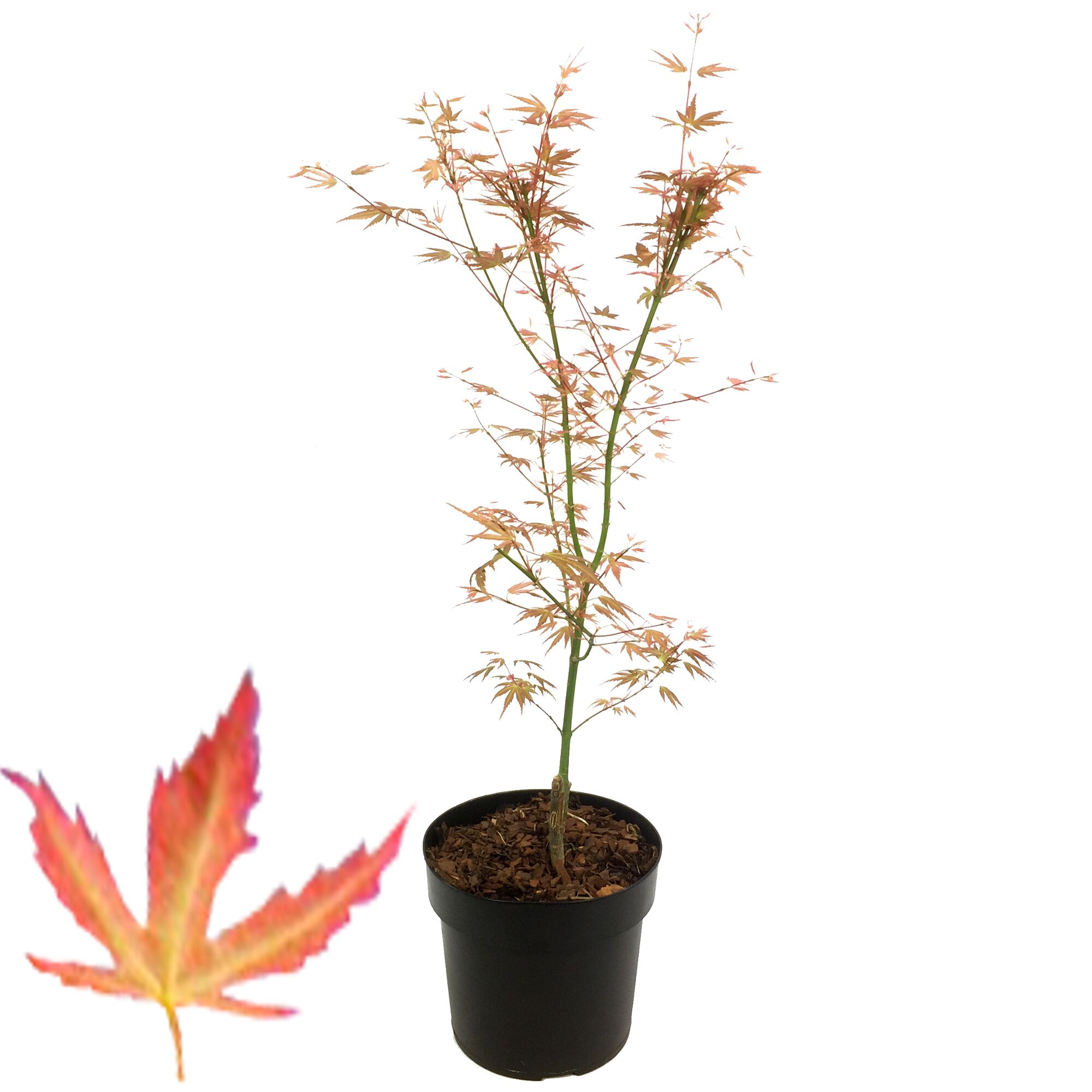 Japanischer Ahorn, Pink Dwarf, im Topf