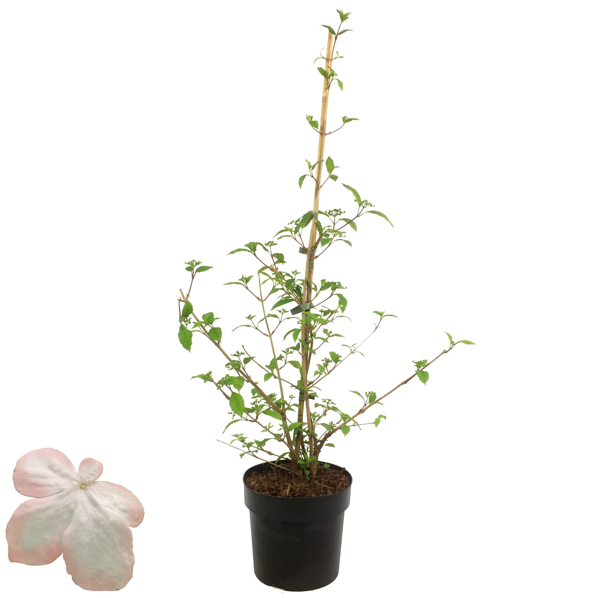 Topfpflanze VIBURNUM KIL SUNRISESCHNEEBALL mit Stütze