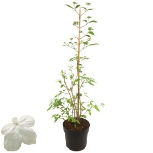 Pyramiden-Schneeball 'Kilimandjaro®' weiß 19 cm Topf