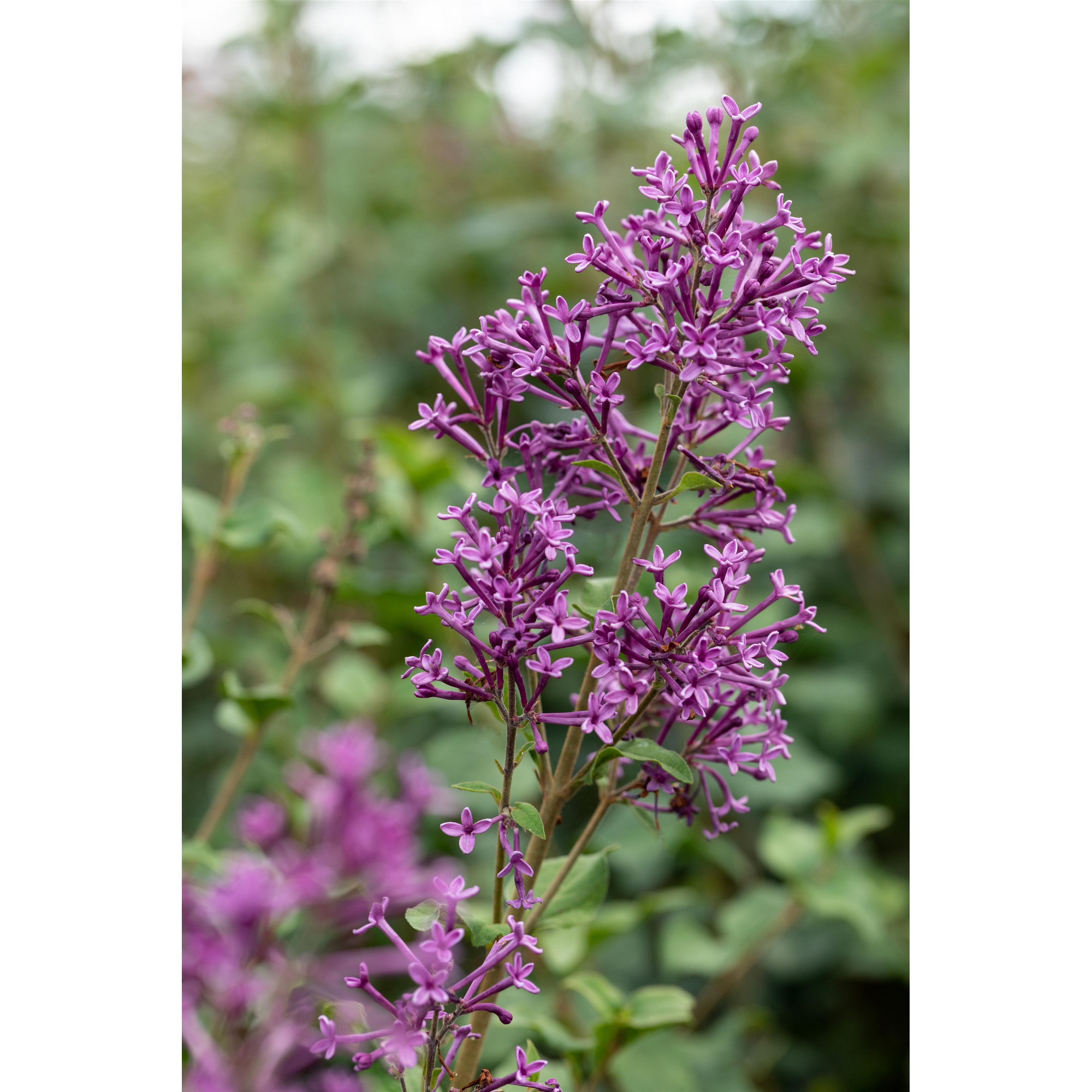 Edelflieder 'Bloomerang Dark Purple®' 19 cm Topf + product picture