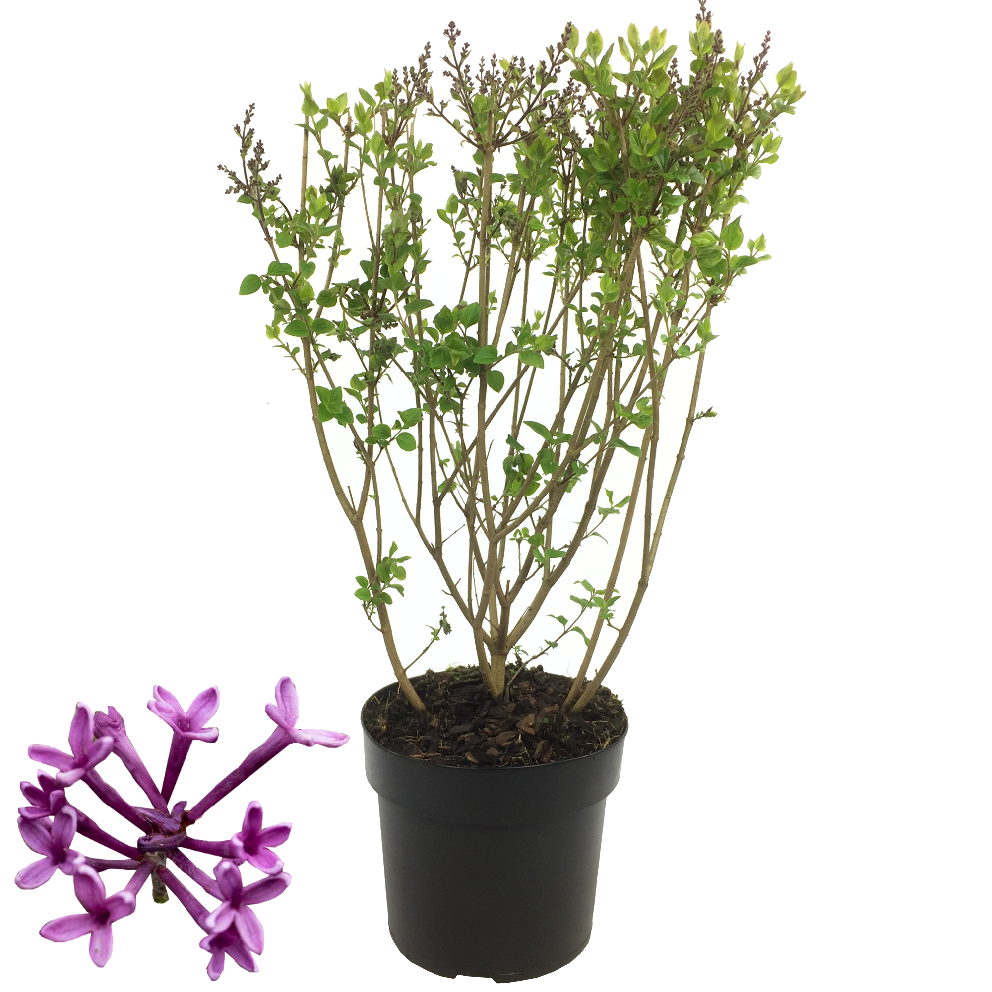 Edelflieder 'Bloomerang Dark Purple®' 15 cm Topf + product picture