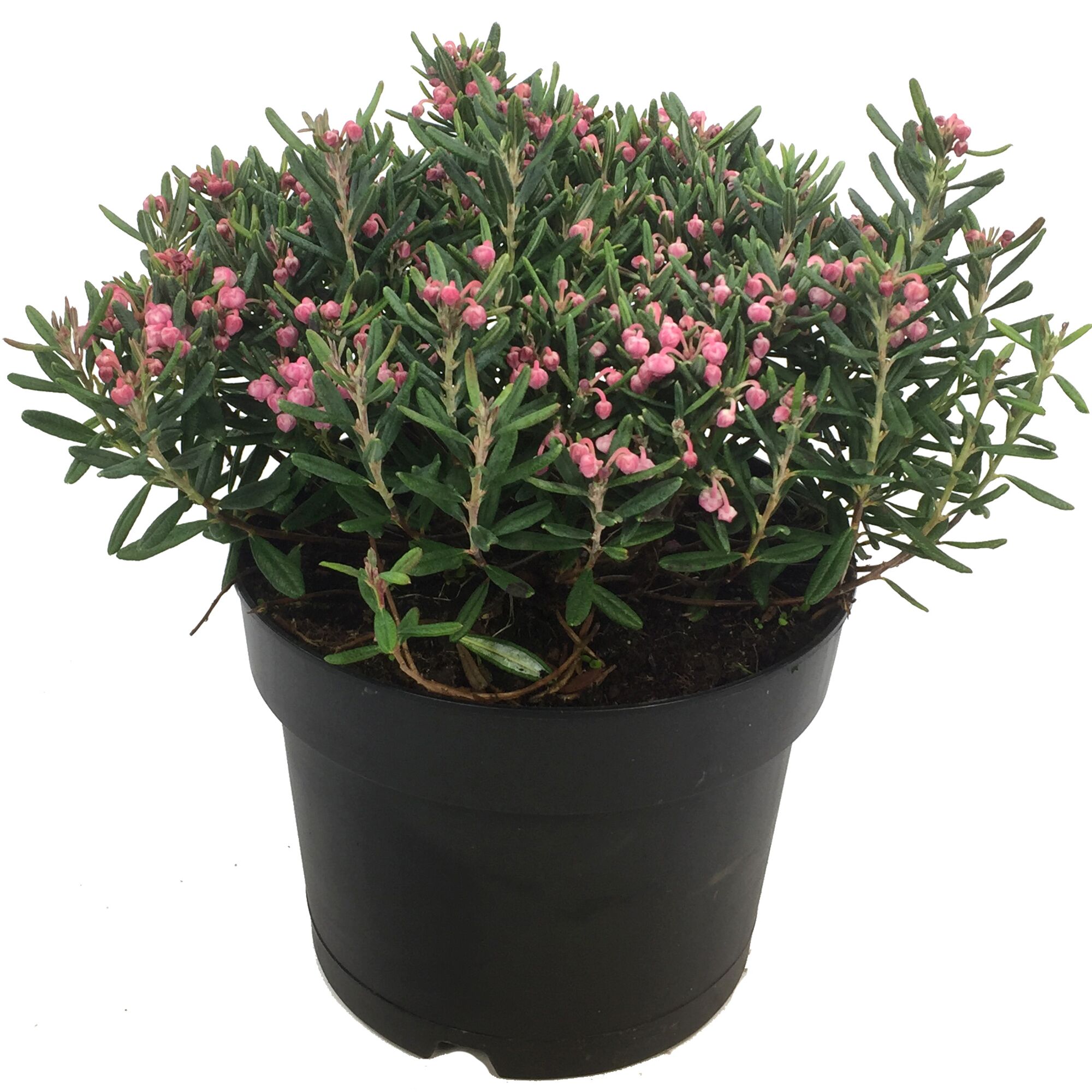 Rosmarinheide Blue Ice im Topf