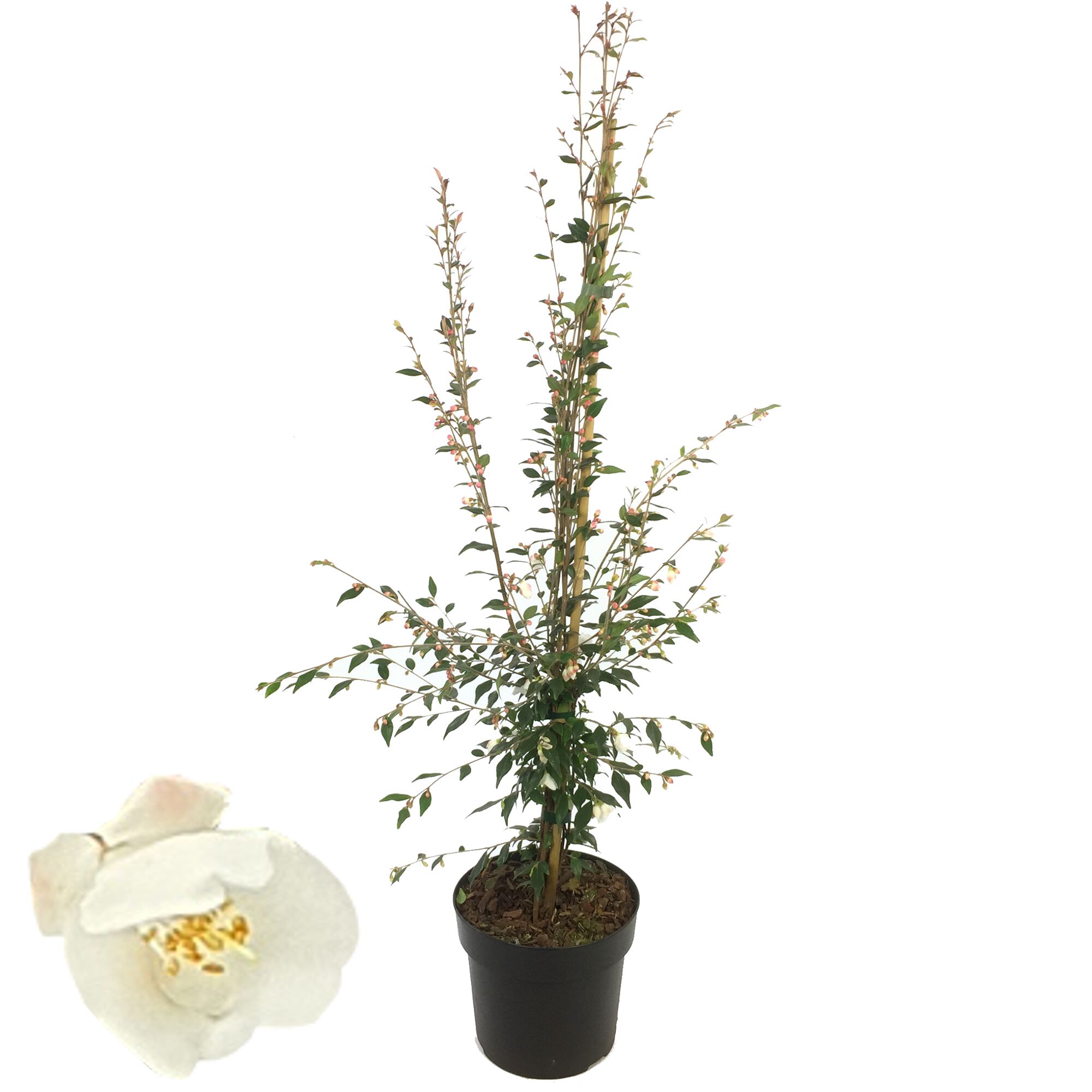 Kamelie Cupido im Topf