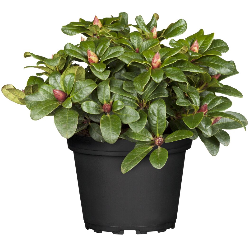 Rhododendron XXL Alpenrose im schwarzen Topf