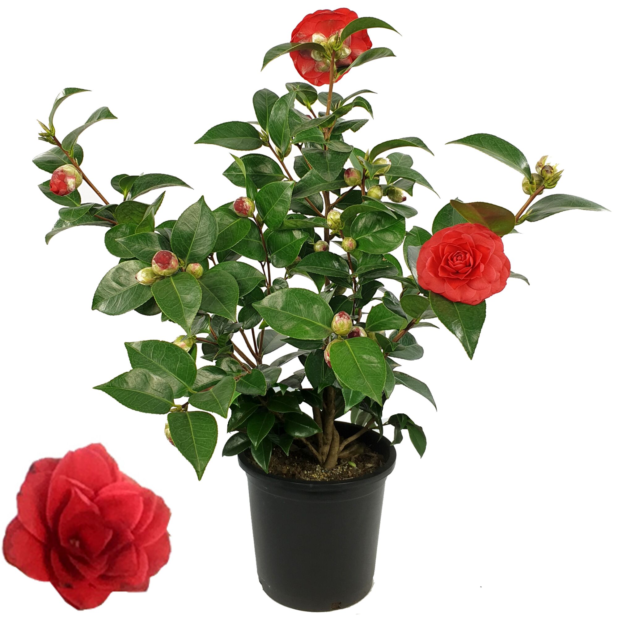 Kamelie Black Lace im Topf